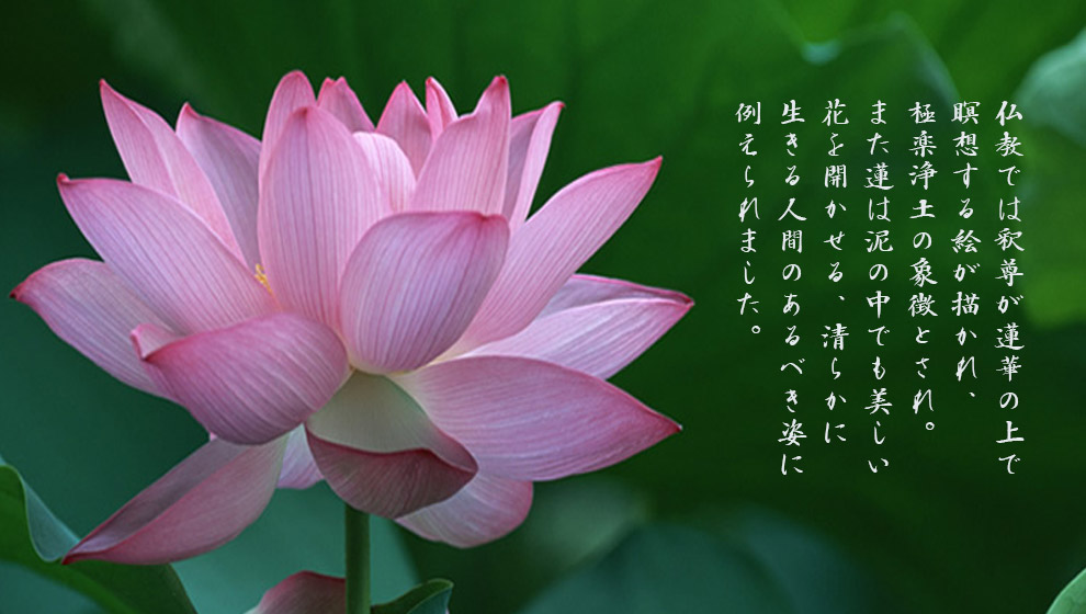 kyotodento00
